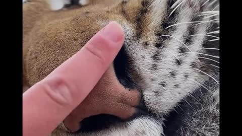 The tiger is so good that he lets his nose be touched