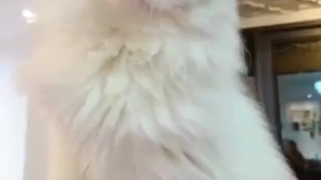 #playaah cat