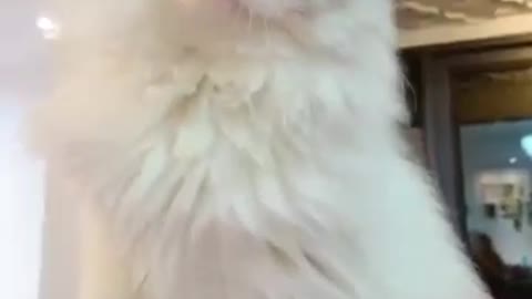 #playaah cat
