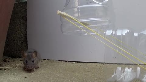 waterbotte trap for mouse