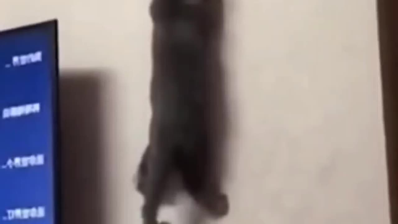 Need no title 🤣