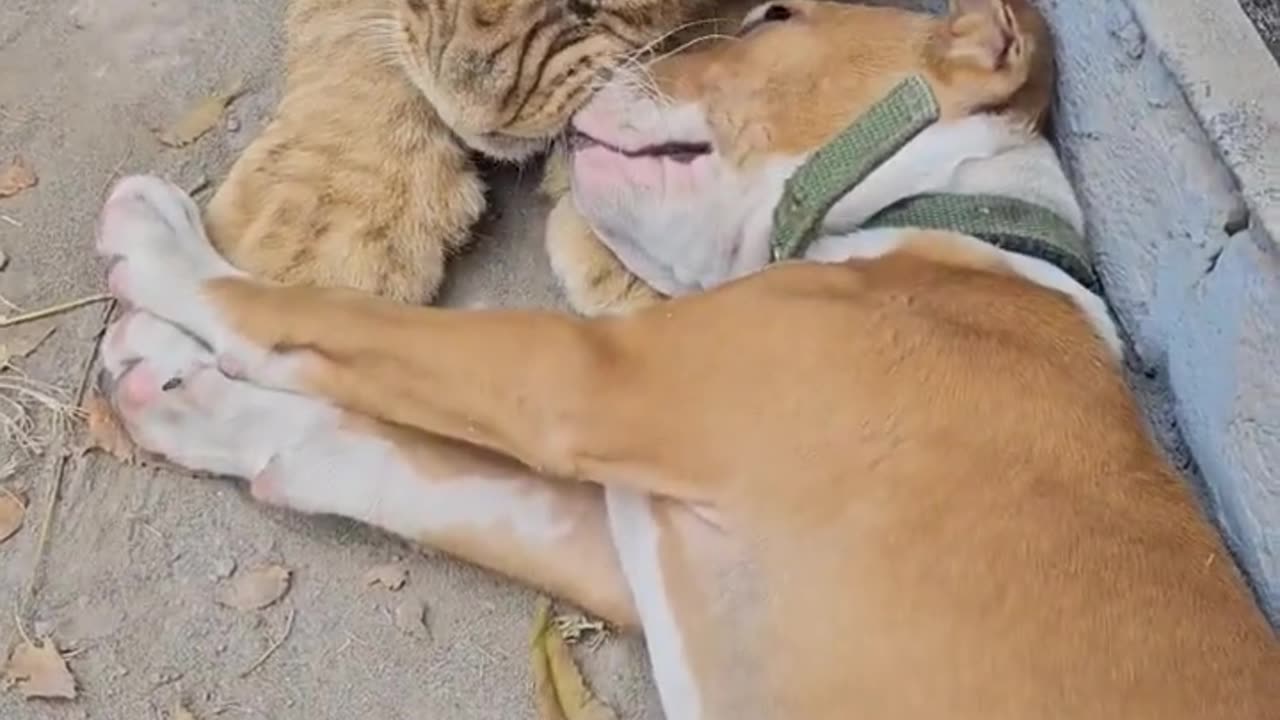 Lion Cub and Dog are Good Friends