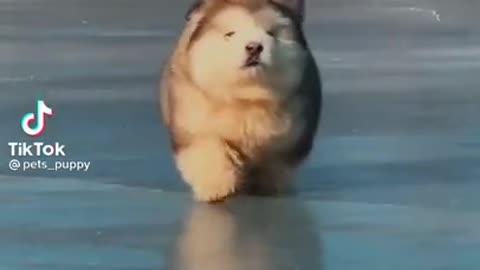 CUTE DOG 🐶 🐶