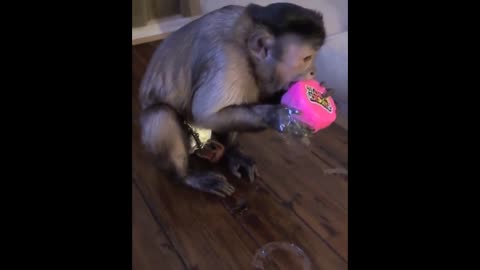 monkey checks purchases