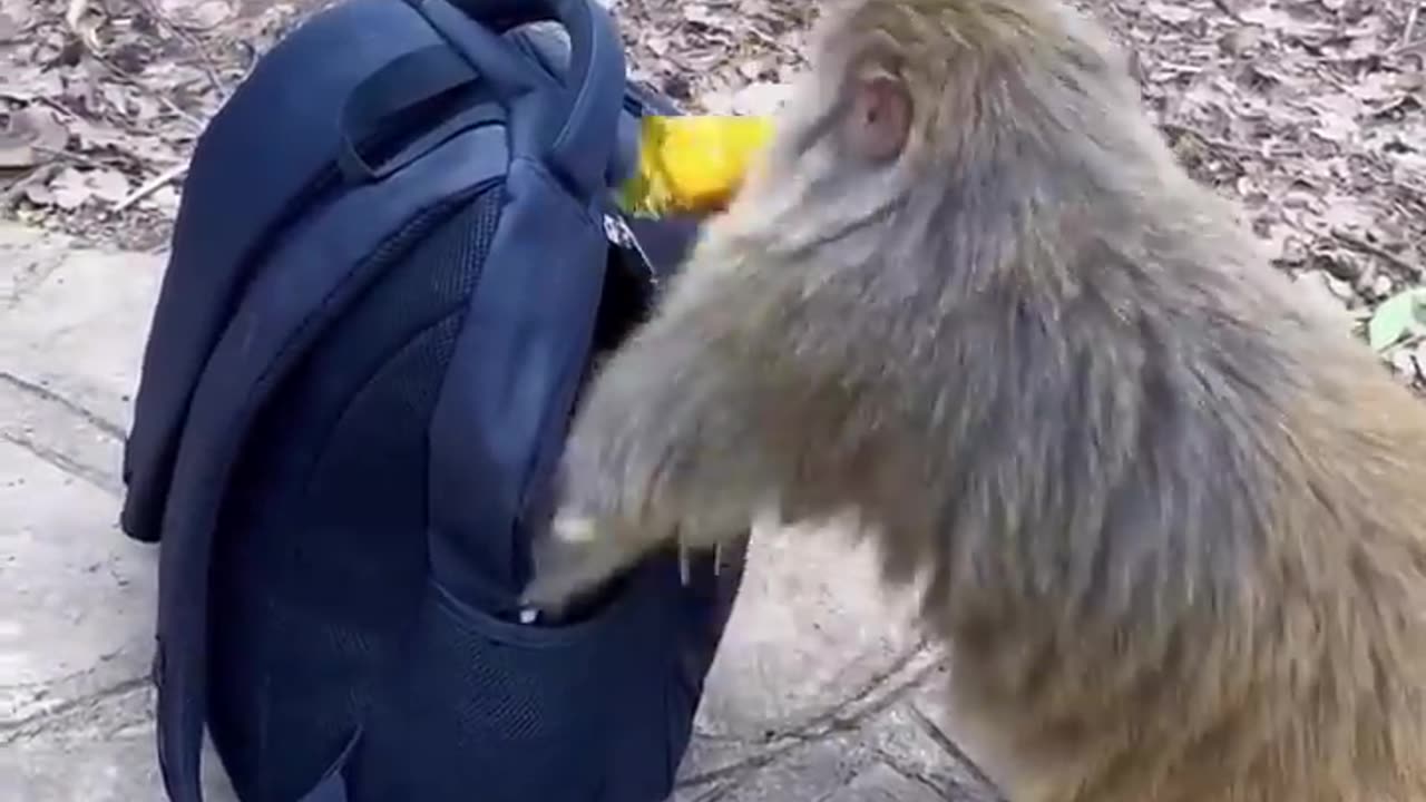 Funny Video Is Monkey