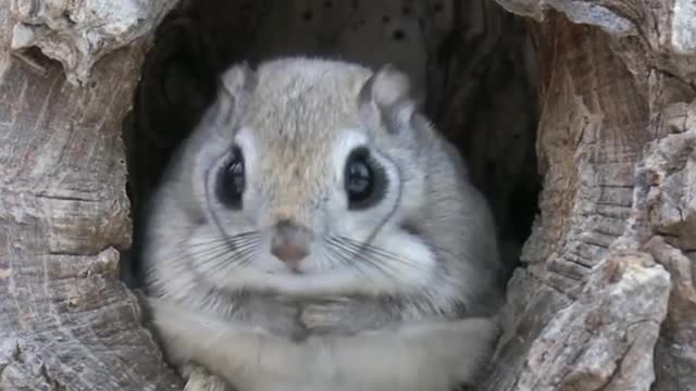 Japanese Flying Squirrel - One Of The Cutest And Most Exotic Animals In The Wild #shorts