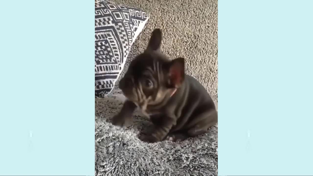 🤣Funny Dog Videos 2021🤣 🐶 It's time to LAUGH with Dog's life
