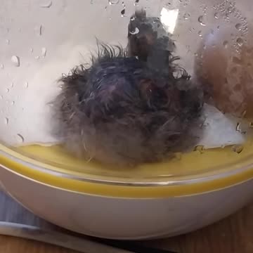 The miracle of birth, the hen hatches.