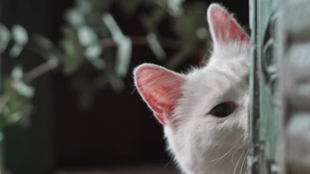 A White at Hiding on The Book Shelves