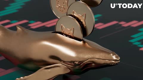 SHIBA INU CEO’S LAST WARNING TO ALL HODLERS!! - SHIB NEWS