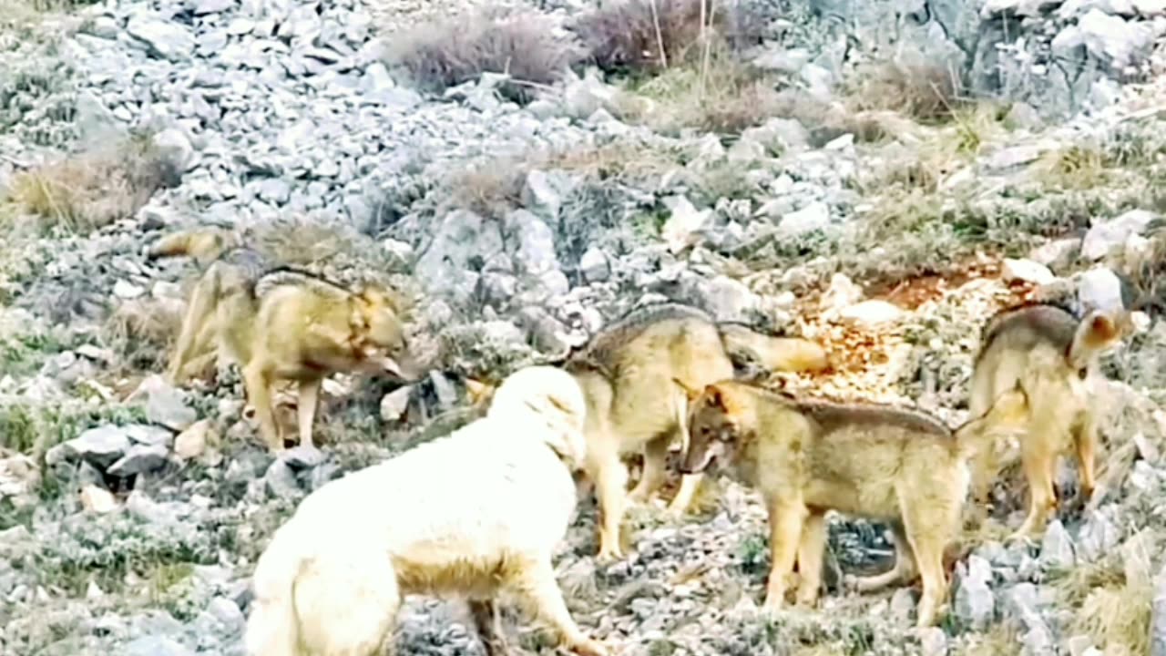 Wolves attack sheep