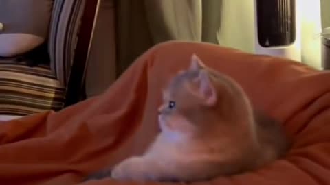 When I turned off the TV my cat was watching.😂