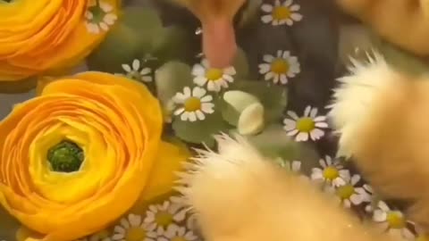 Funny Animals Video 🥰