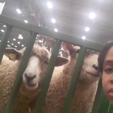 Sheep Communication 101. It's happening.