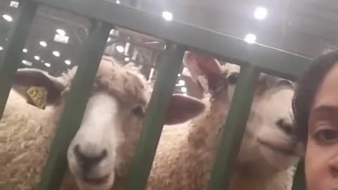 Sheep Communication 101. It's happening.