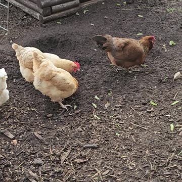 OMC! Little Brownie and friends - We love Brownie! - Happy little flock #Brownie #chickens #shorts