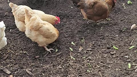 OMC! Little Brownie and friends - We love Brownie! - Happy little flock #Brownie #chickens #shorts