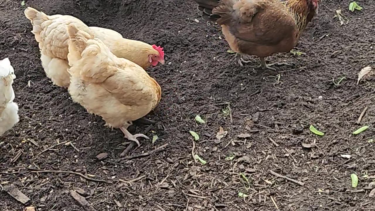 OMC! Little Brownie and friends - We love Brownie! - Happy little flock #Brownie #chickens #shorts