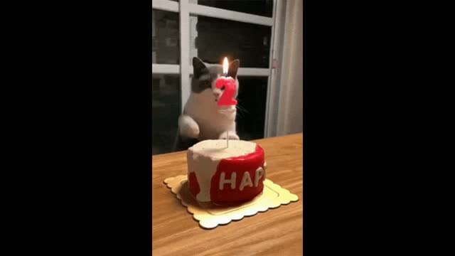 Cat birthday gif video