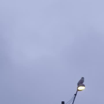 White Snow Owl