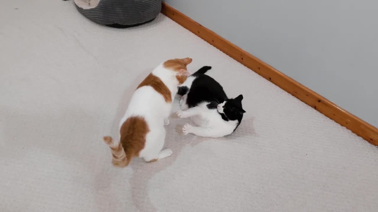 Cat Shows Other Cat Who's Boss