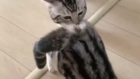 Cute Funny Cat 😻 Videos 🤣