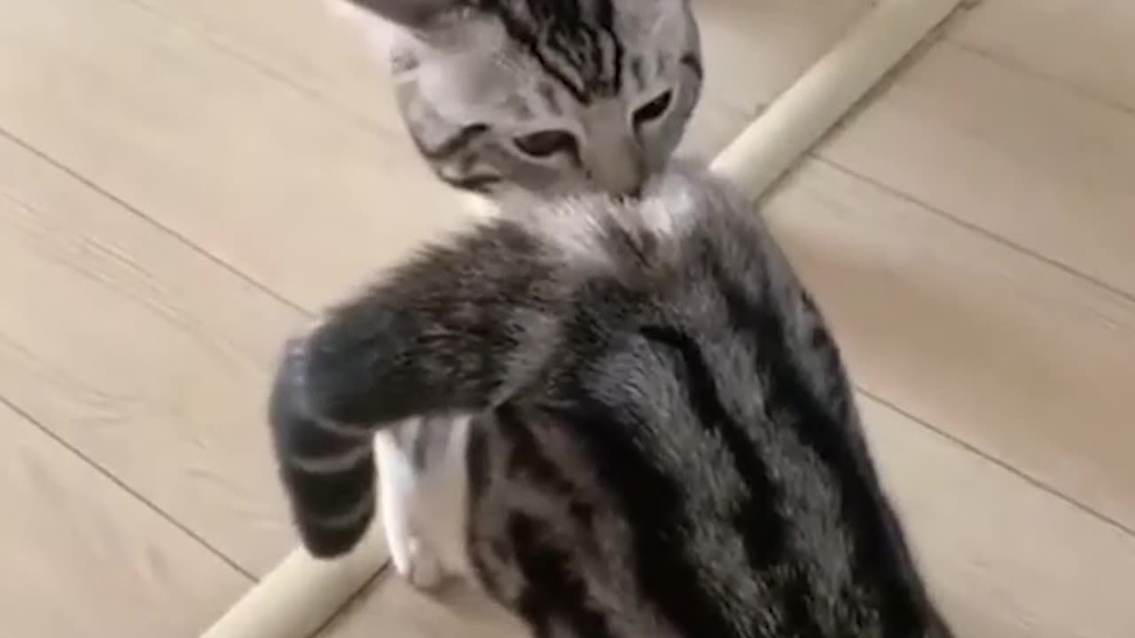 Cute Funny Cat 😻 Videos 🤣