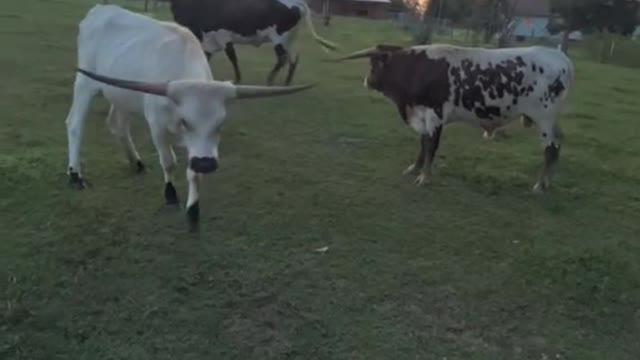 These cows look pretty laid back