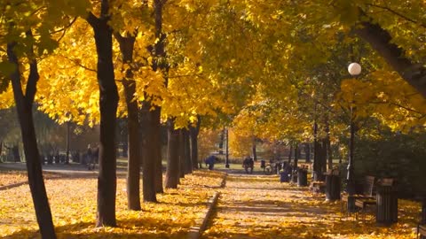 Enchanting Autumn Forests with Beautiful Piano Music