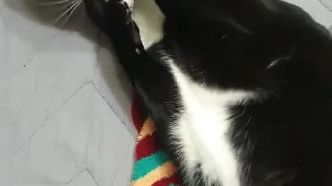 Cat likes sleeping socks