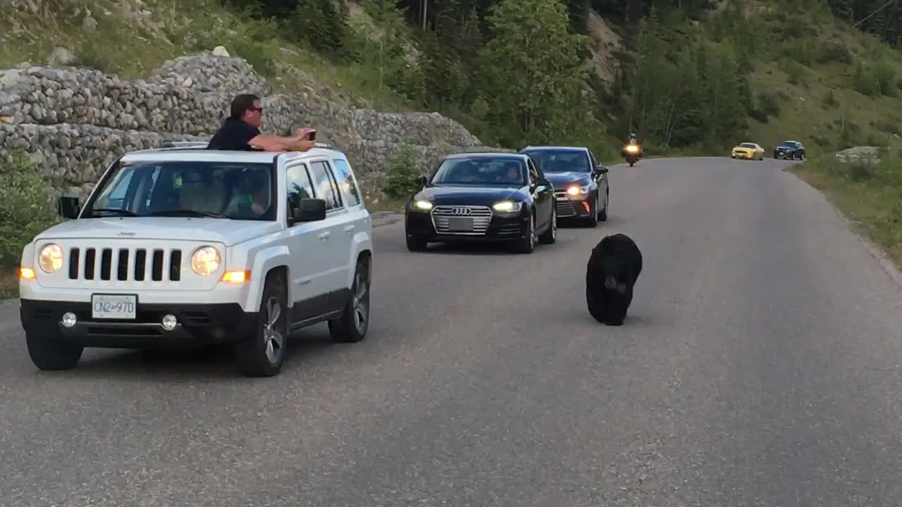 Black Bear Casually Strolls Alongside Cars Causing A Traffic Jam