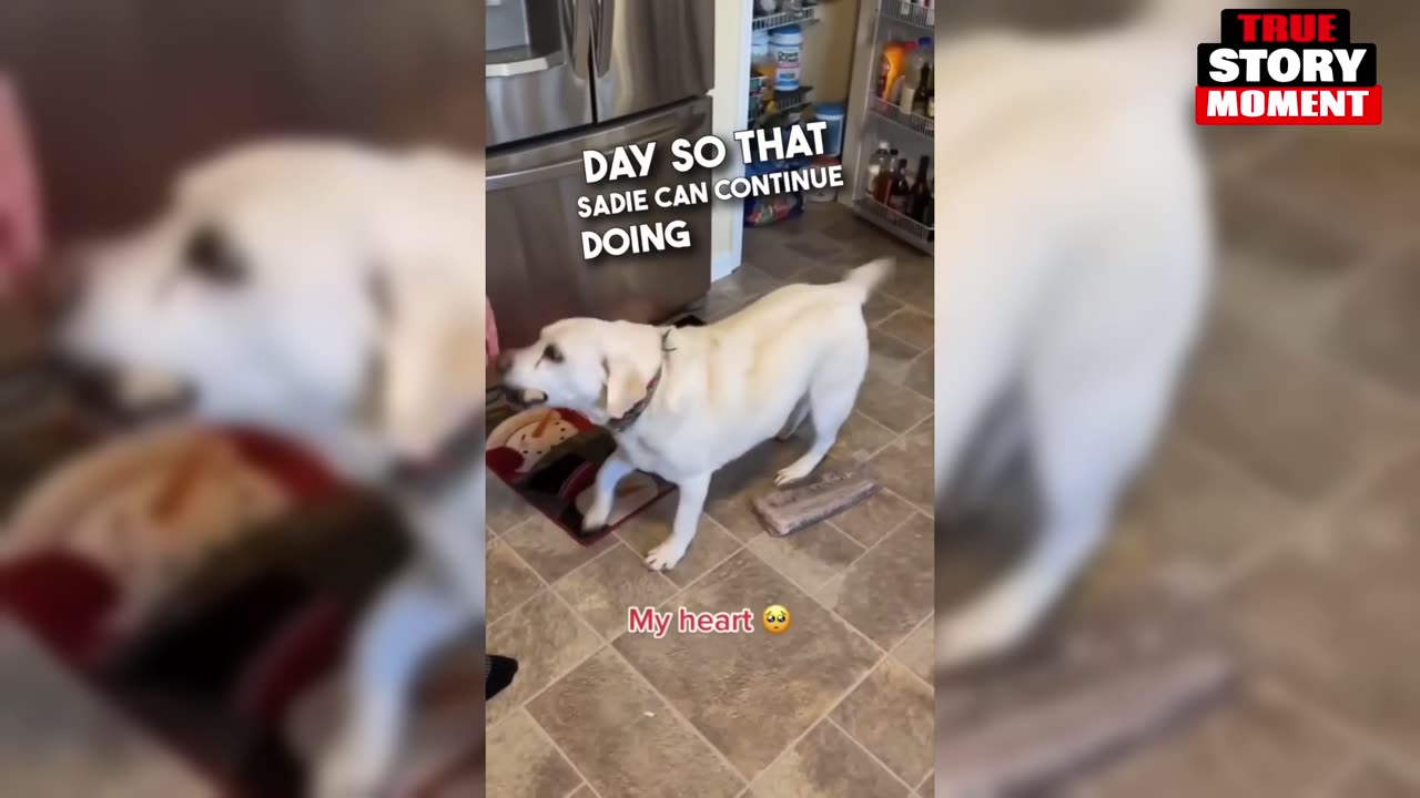 😭❤️THIS DOG ALWAYS BRINGING OLD NEWSPAPER❤️