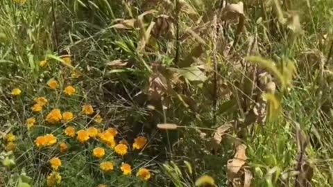 American Farmer says he’s tested his soil and it has 5x the amount of aluminum it used to have.