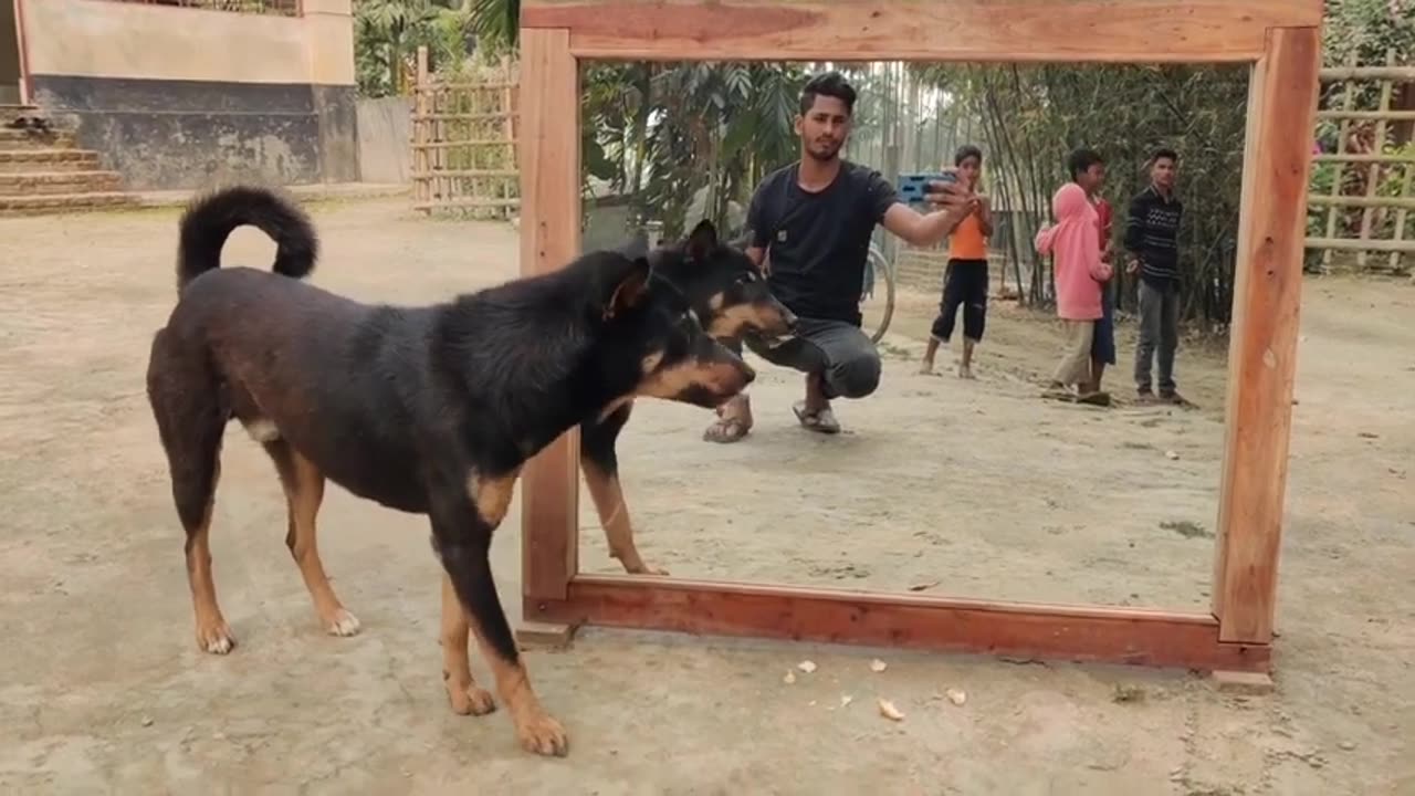 Dog 🐕 mirror prank