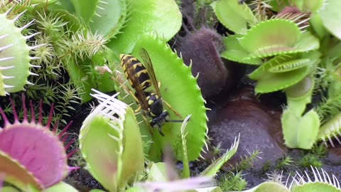 Venus Flytraps Catch Wasps