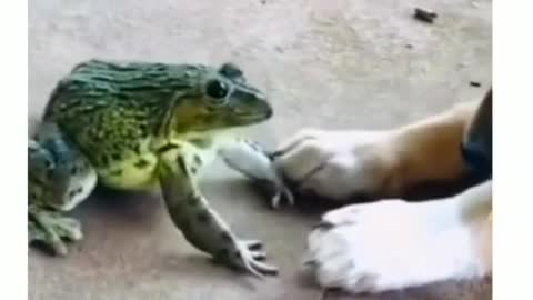 dog and frog funny