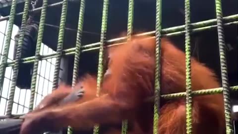 Stop Screwing With The Animals