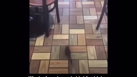 Man found rat in kfc chicken