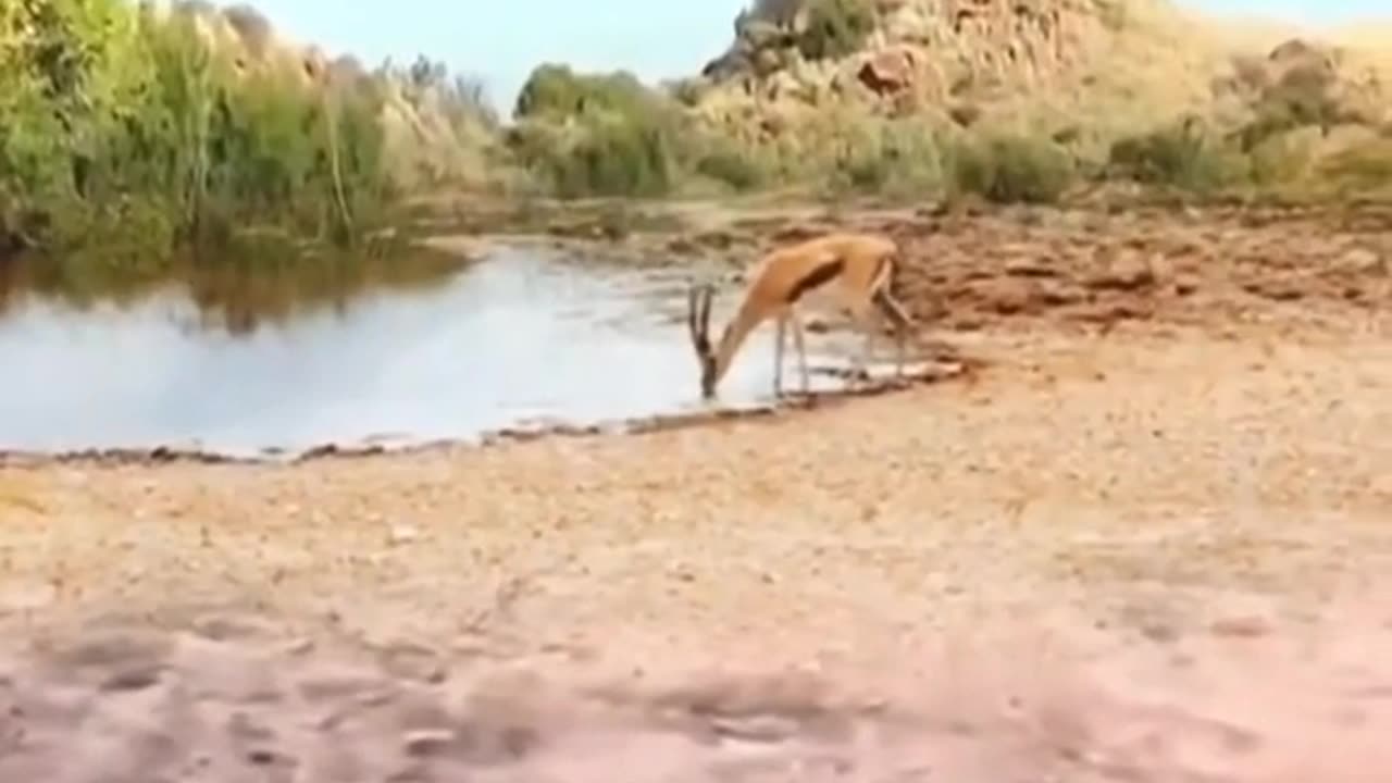 Gazelle dodges jaguar