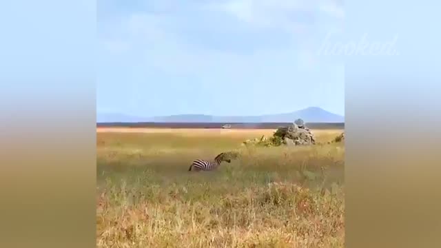 TIMES ANIMALS MESSED WITH THE WRONG OPPONENT