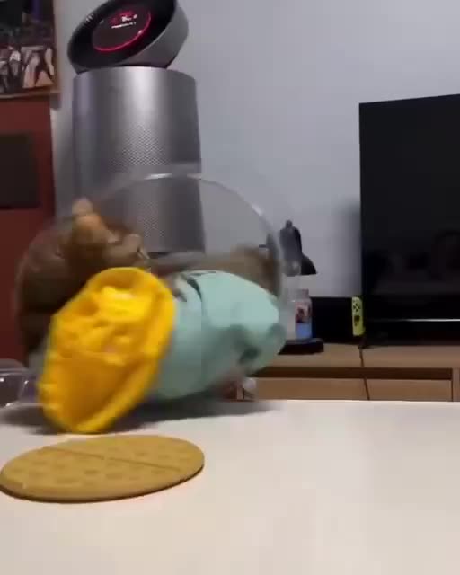 Cat don’t care as it heads into free fall 🤣🤣🙏