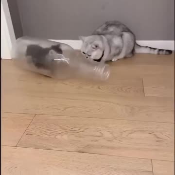 Cat enters and gets out of milk bottle like it's nothing!