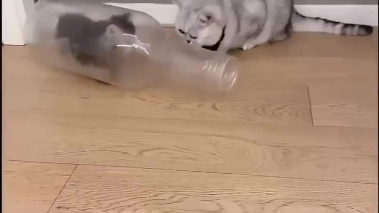 Cat enters and gets out of milk bottle like it's nothing!