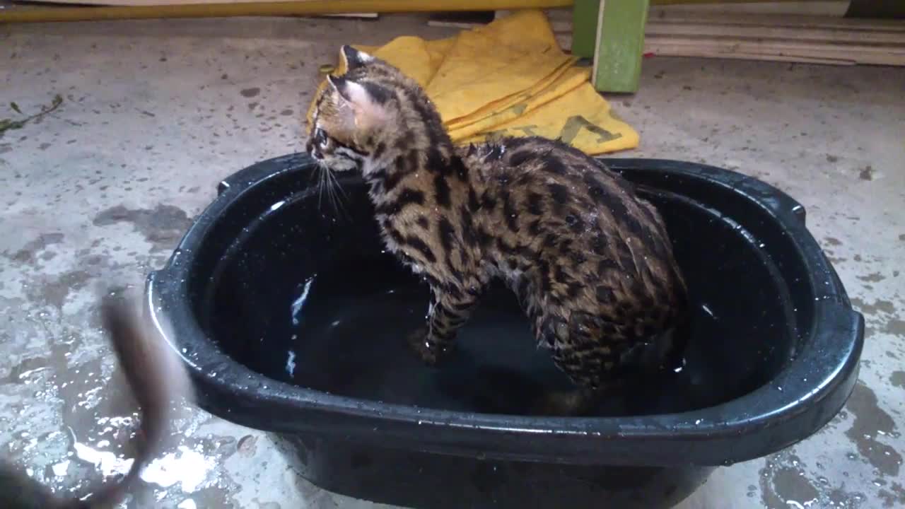 Asian leopard cat playing