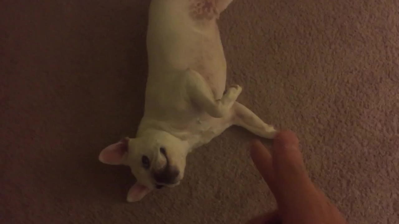 French Bulldog dominates "bang bang" trick