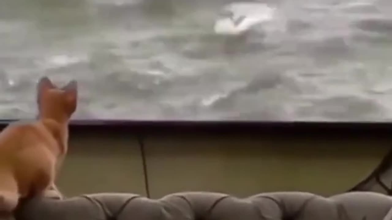 Funny cat