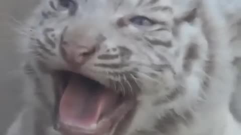 Beautiful-Rare-White-Tiger-Cub