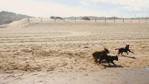 Play together on the beach