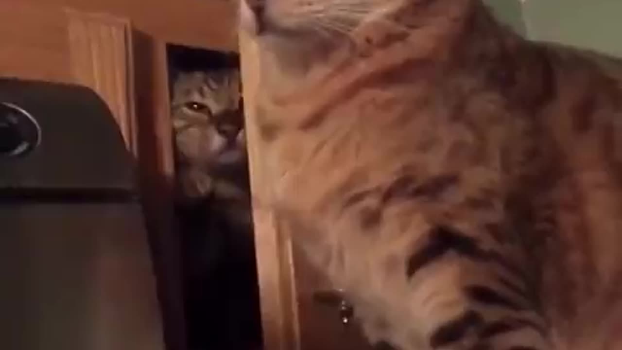 Cat Smacks Another Cat