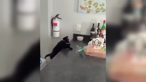 Watch what happens to this black cat while jumping - while falling trying